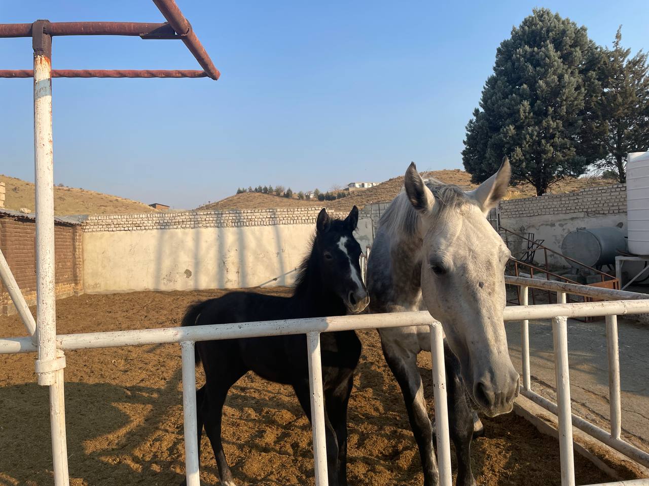 photo_2024-12-04_07-29-19